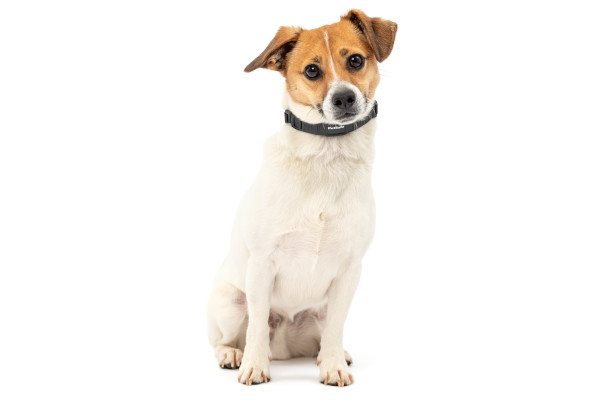  PetSafe NanoBark™ Collar