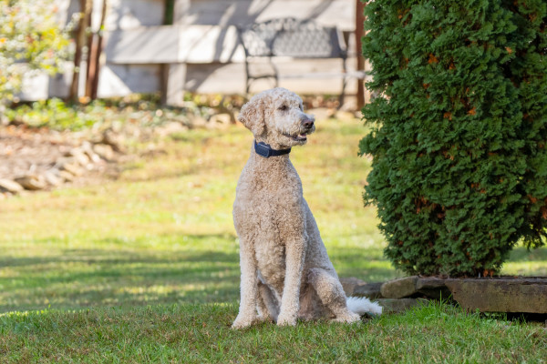 PetSafe 90 MÉTERES  Basic Elektromos Kiképző Nyakörv