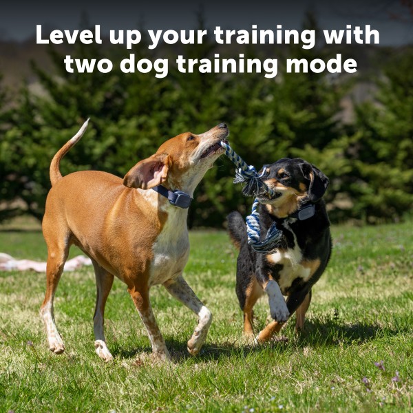 PetSafe Core Kiegészítő Plusz Nyakörv