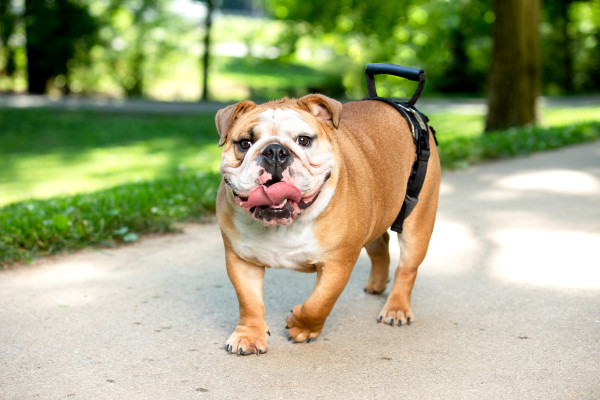 PetSafe CareLift™ Rear Support Harness -M