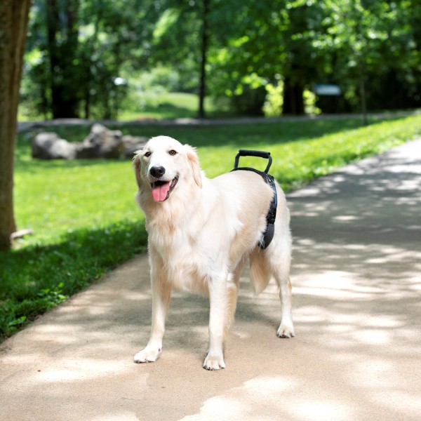 PetSafe CareLift™ Rear Support Harness -L