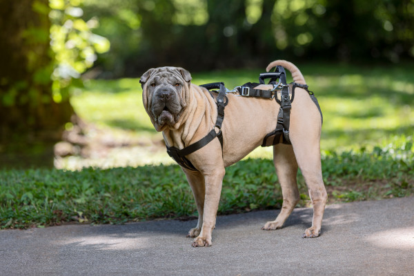 PetSafe CareLift™ Support Harness -M