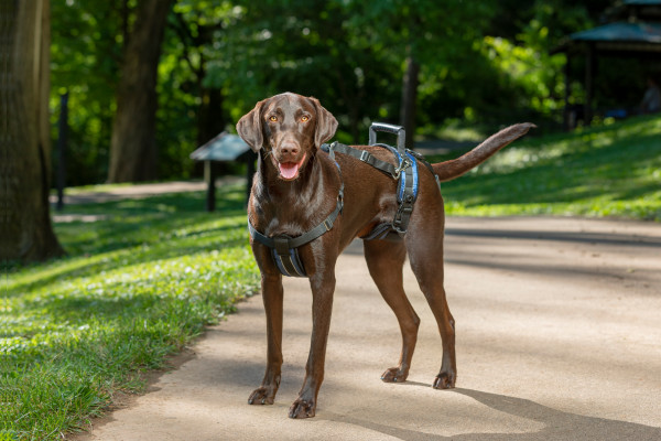 PetSafe CareLift™ Support Harness -L