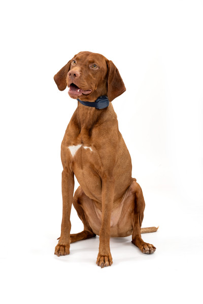 PetSafe 300 MÉTERES  Core Elektromos Kiképző Nyakörv