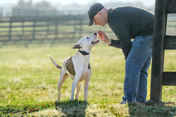 PetSafe 300 MÉTERES  Core Elektromos Kiképző Nyakörv