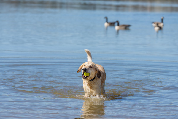 PetSafe 300 MÉTERES  Pro Elektromos Kiképző Nyakörv