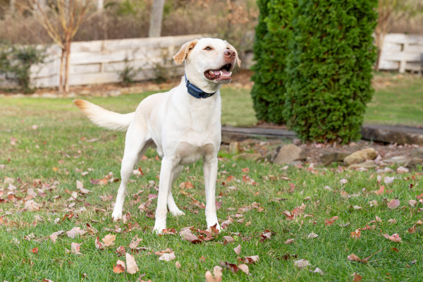 PetSafe 300 MÉTERES  Pro Elektromos Kiképző Nyakörv