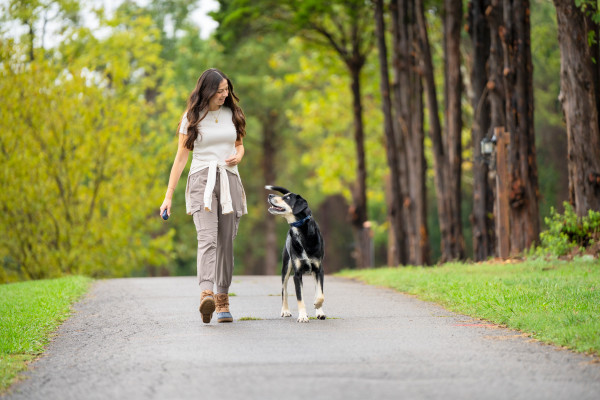 PetSafe 300 MÉTERES  Pro Elektromos Kiképző Nyakörv