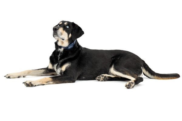 PetSafe 300 MÉTERES  Pro Elektromos Kiképző Nyakörv