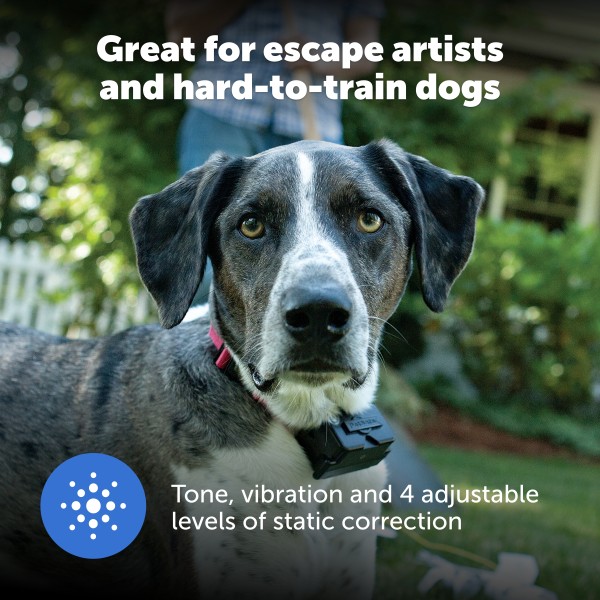 PetSafe 2 Dogs Stubborn Dog In-Ground Fence System Combo PRF-3004-XW-201