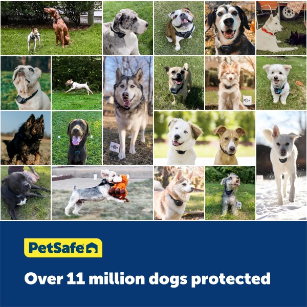 PetSafe® Little Dog Deluxe In-Ground Fence System