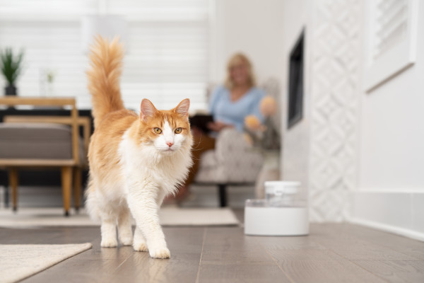 PetSafe® Outlast™  Kisállat Önitató 1.7 literes