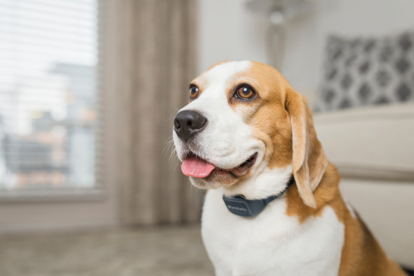 PetSafe Hangjelzéses Audible ugatásgátló nyakörv