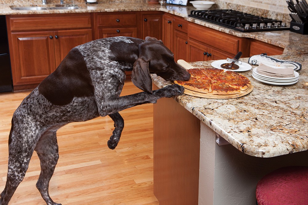 MINI kisállat kerítés PetSafe PAWZ AWAY Kültéri - Beltéri