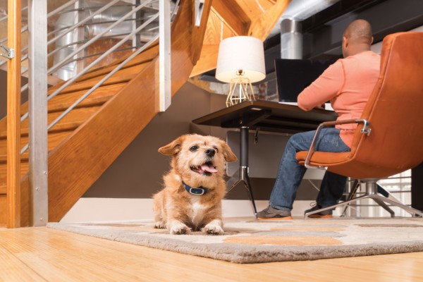 PetSafe 100 MÉTERES  Standard Elektromos Kiképző Nyakörv