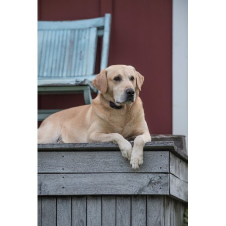 SportDOG®  Bark Control Collar SBC-8-E