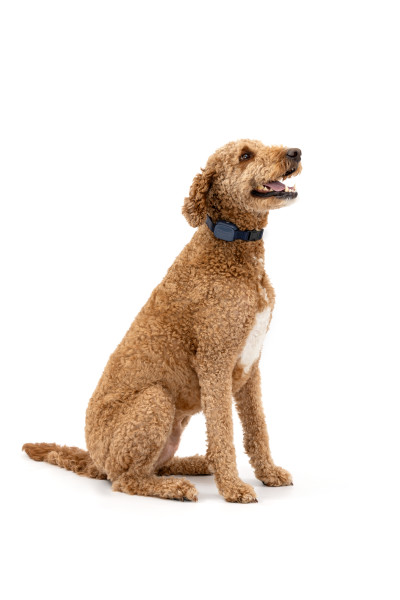 PetSafe 90 MÉTERES  Basic Elektromos Kiképző Nyakörv