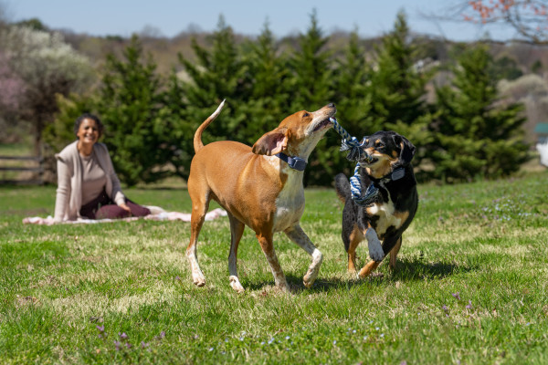 PetSafe 300 MÉTERES  Core Elektromos Kiképző Nyakörv