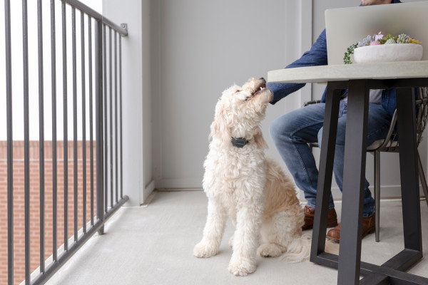 PetSafe Hangjelzéses Audible ugatásgátló nyakörv